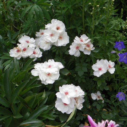 Bílá - Stromkové růže, květy kvetou ve skupinkách - stromková růže s keřovitým tvarem koruny